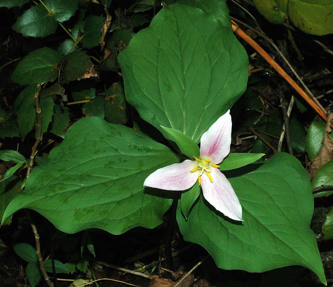 Flora of Eastern Washington Image: Trillium ovatum