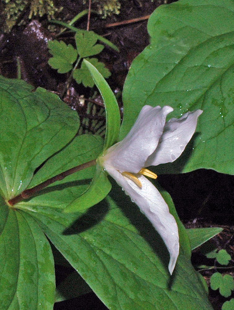 Flora of Eastern Washington Image: Trillium ovatum