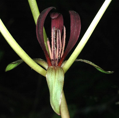 Flora of Eastern Washington Image: Trillium petiolatum