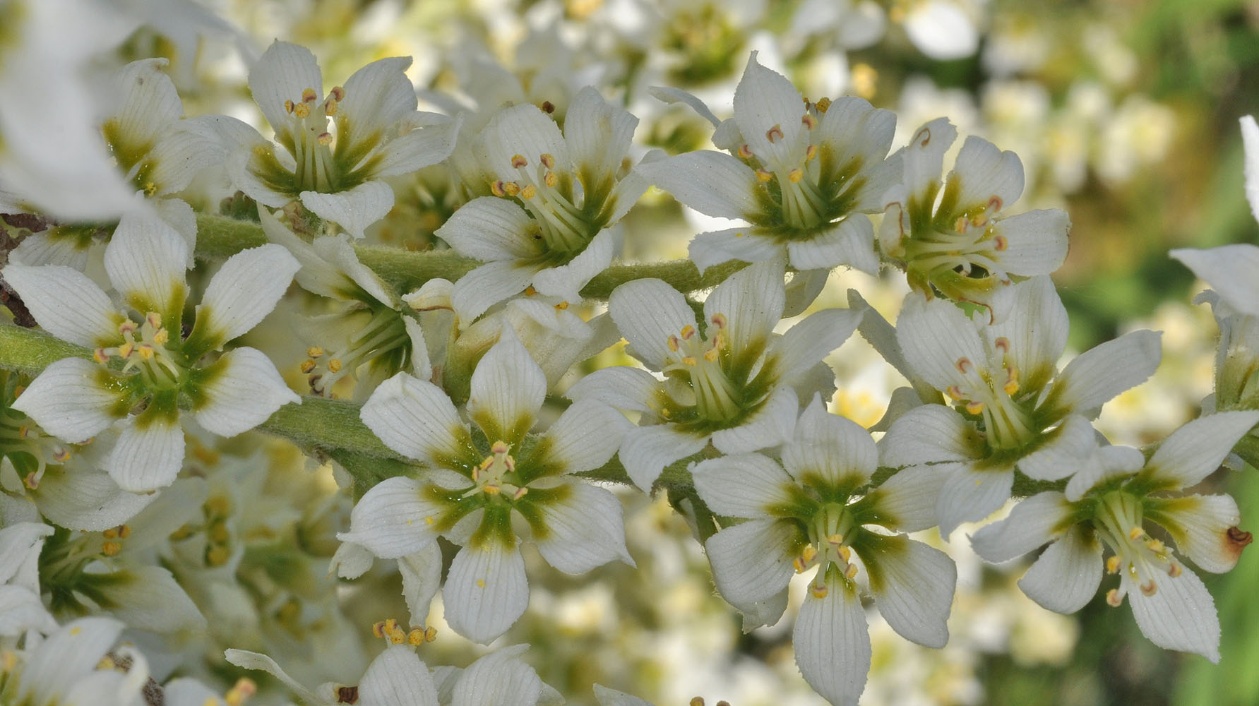 Flora of Eastern Washington Image: Veratrum californicum