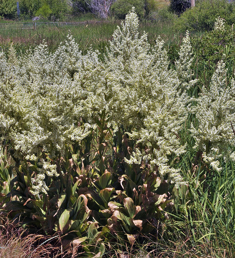 Flora of Eastern Washington Image: Veratrum californicum