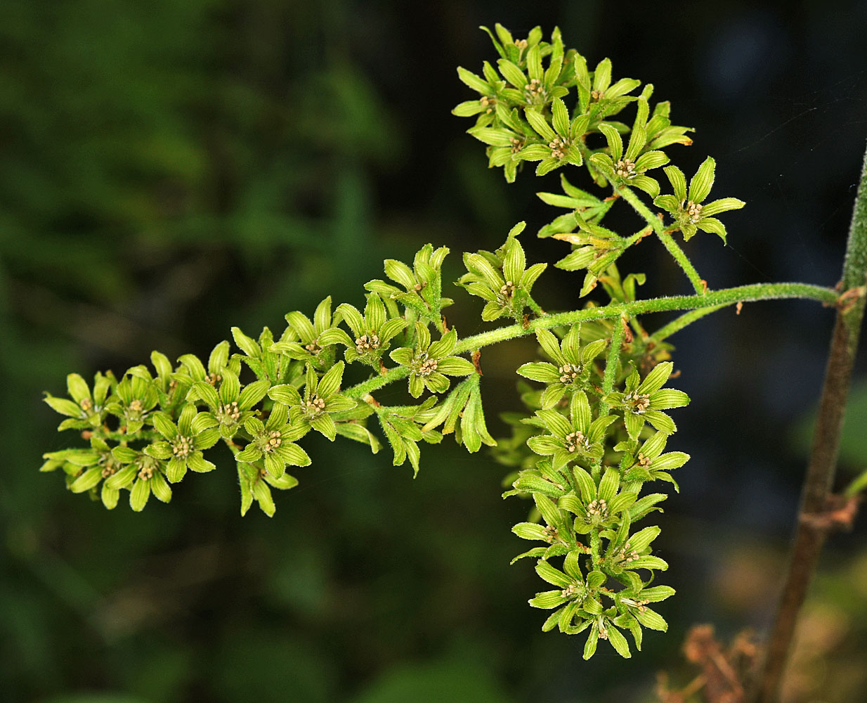 Flora of Eastern Washington Image: Veratrum viride