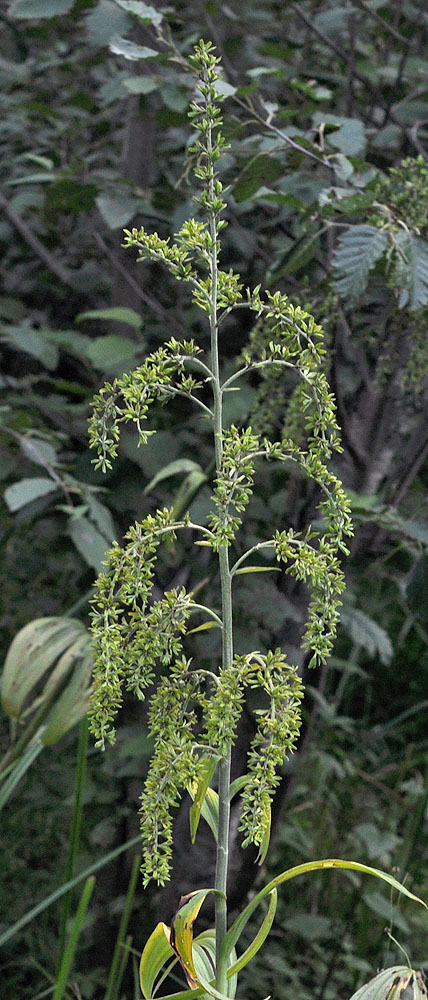 Flora of Eastern Washington Image: Veratrum viride