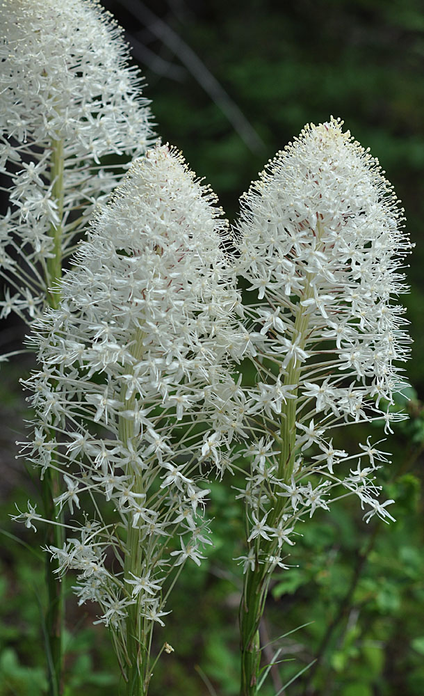 Flora of Eastern Washington Image: Xerophyllum tenax