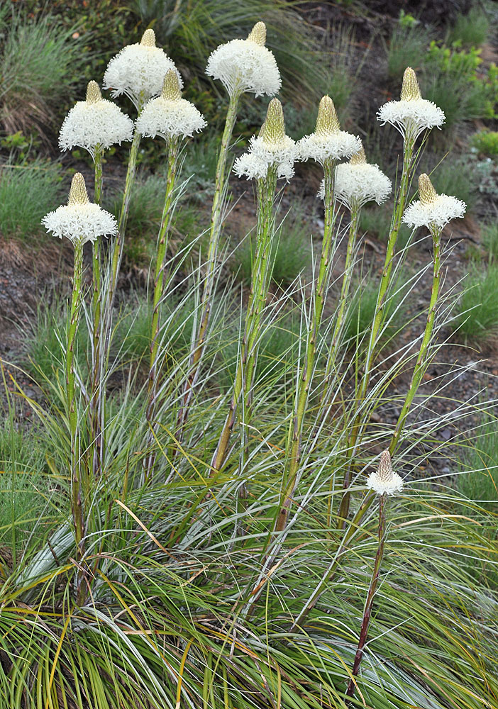 Flora of Eastern Washington Image: Xerophyllum tenax