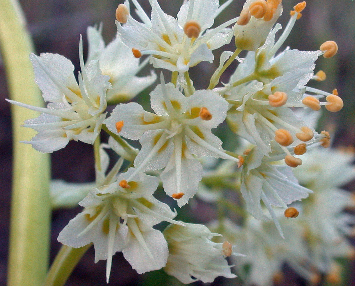 Flora of Eastern Washington Image: Toxicoscordion paniculatum