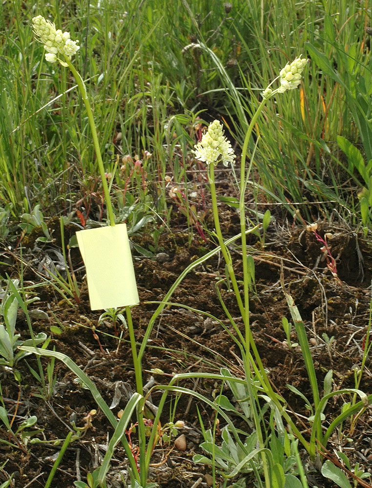 Flora of Eastern Washington Image: Toxicoscordion venenosum