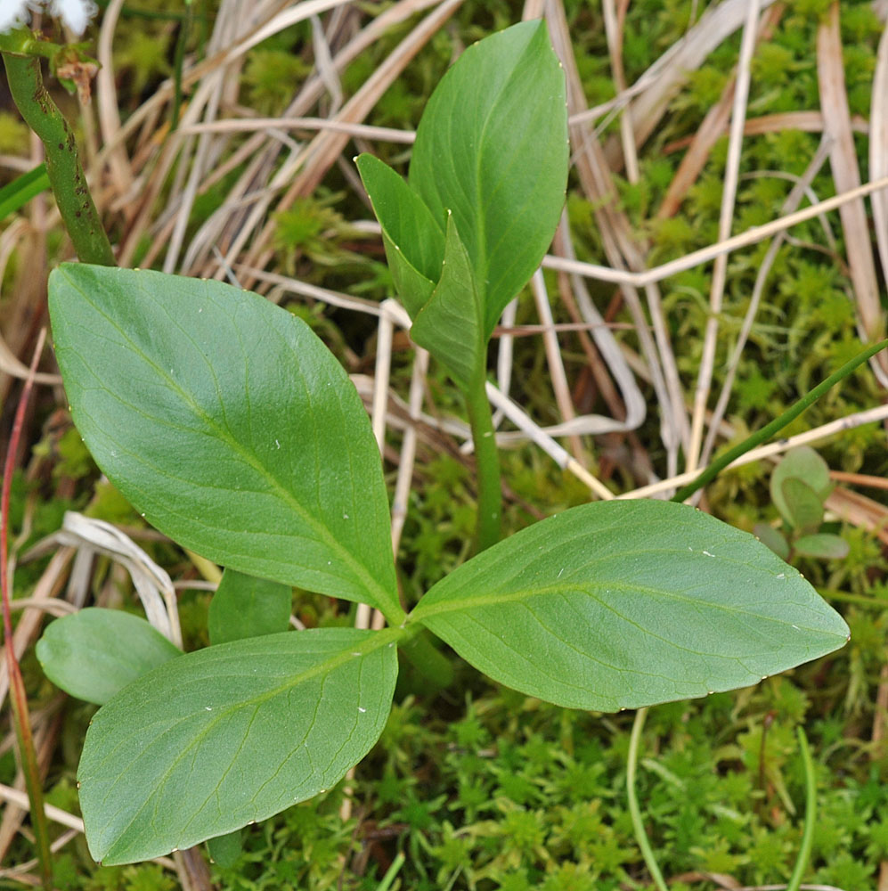 Flora of Eastern Washington Image: Menyanthes trifoliata