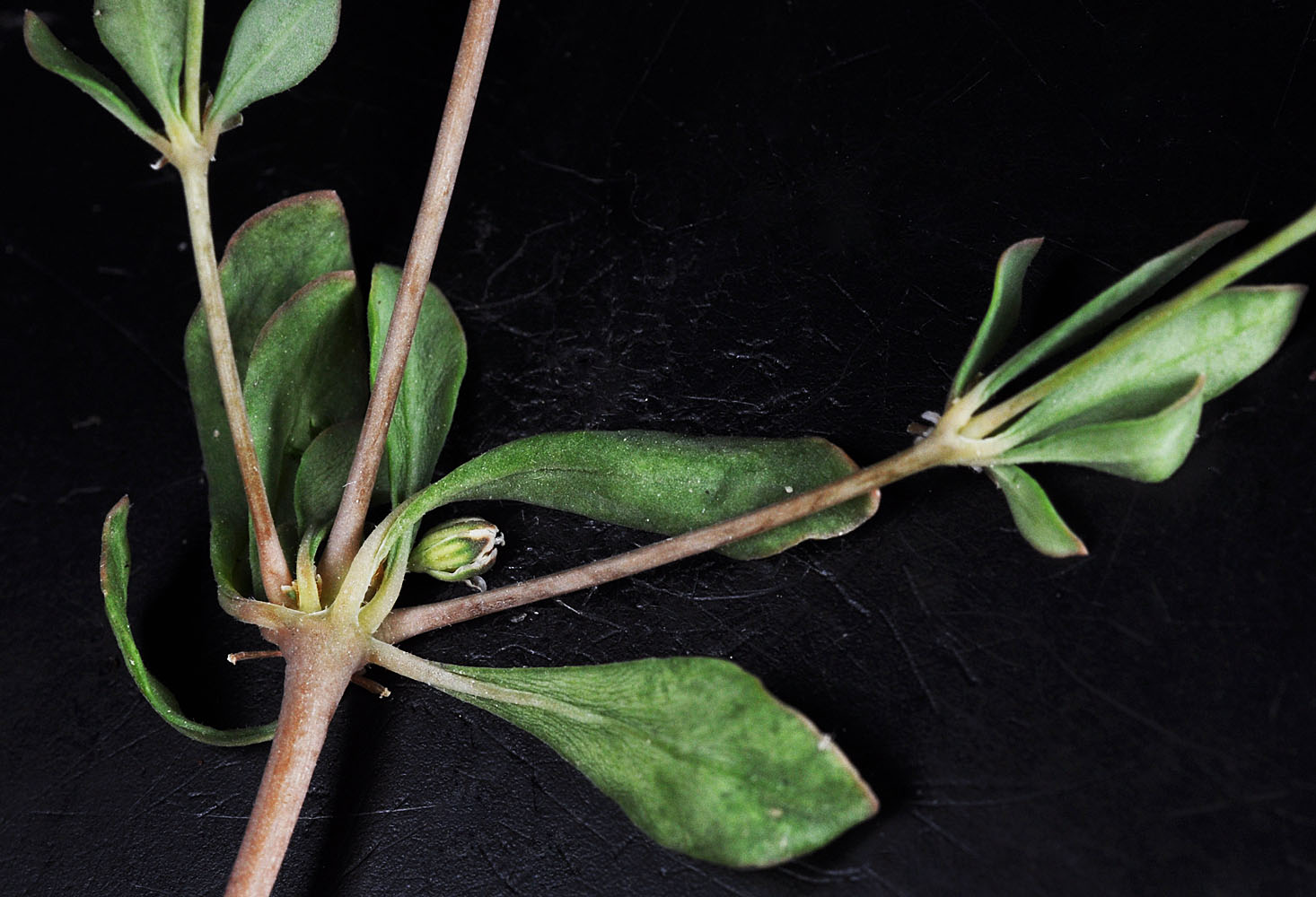 Flora of Eastern Washington Image: Mollugo verticillata