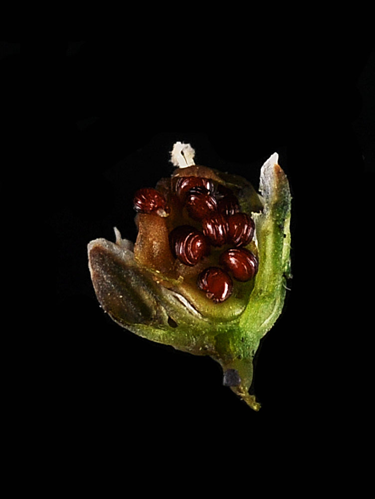 Flora of Eastern Washington Image: Mollugo verticillata