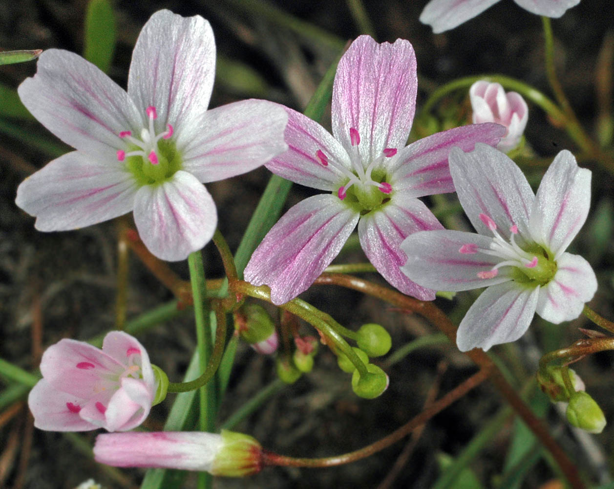 Flora of Eastern Washington Image: Claytonia arenicola
