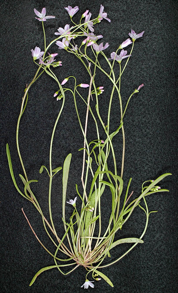 Flora of Eastern Washington Image: Claytonia arenicola