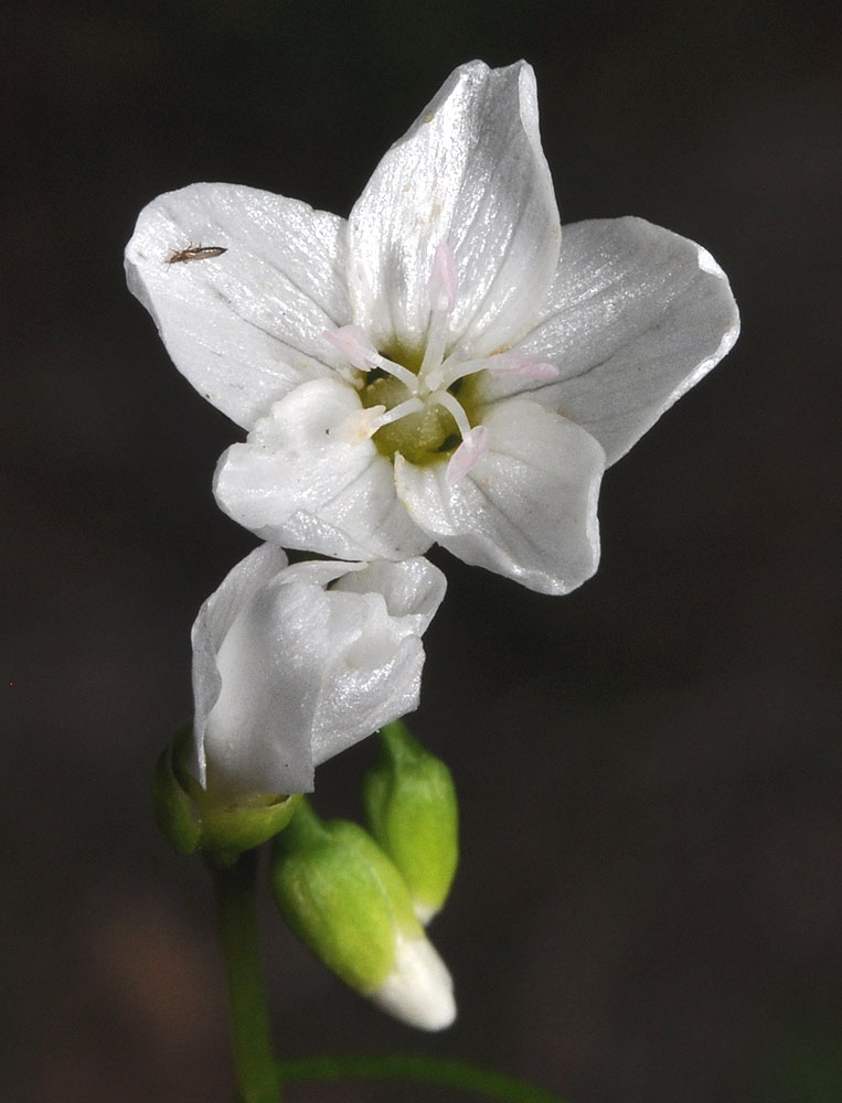 Flora of Eastern Washington Image: Claytonia cordifolia