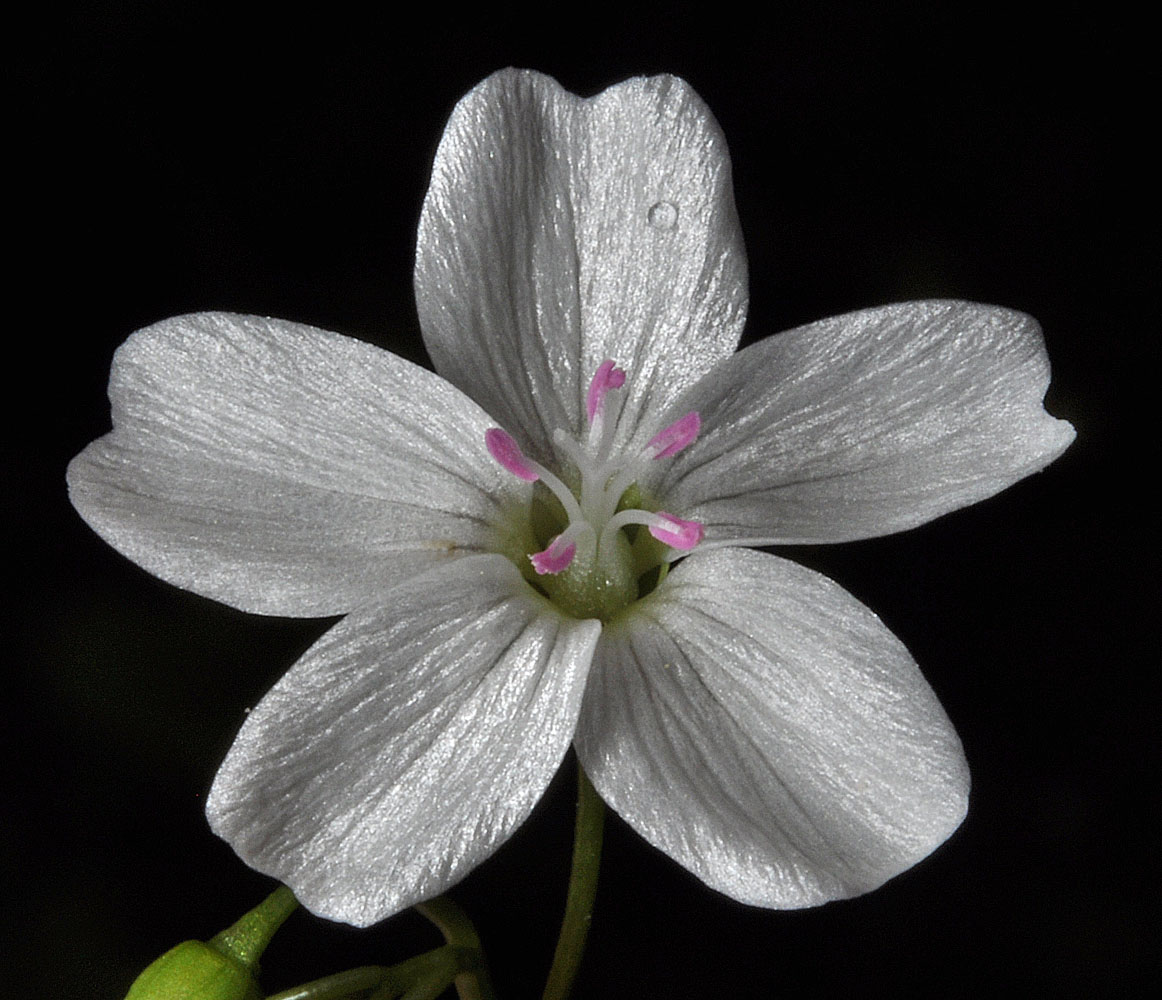 Flora of Eastern Washington Image: Claytonia cordifolia