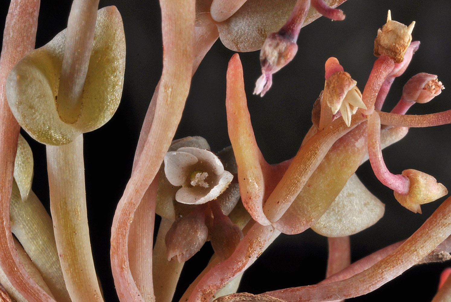 Flora of Eastern Washington Image: Claytonia exigua