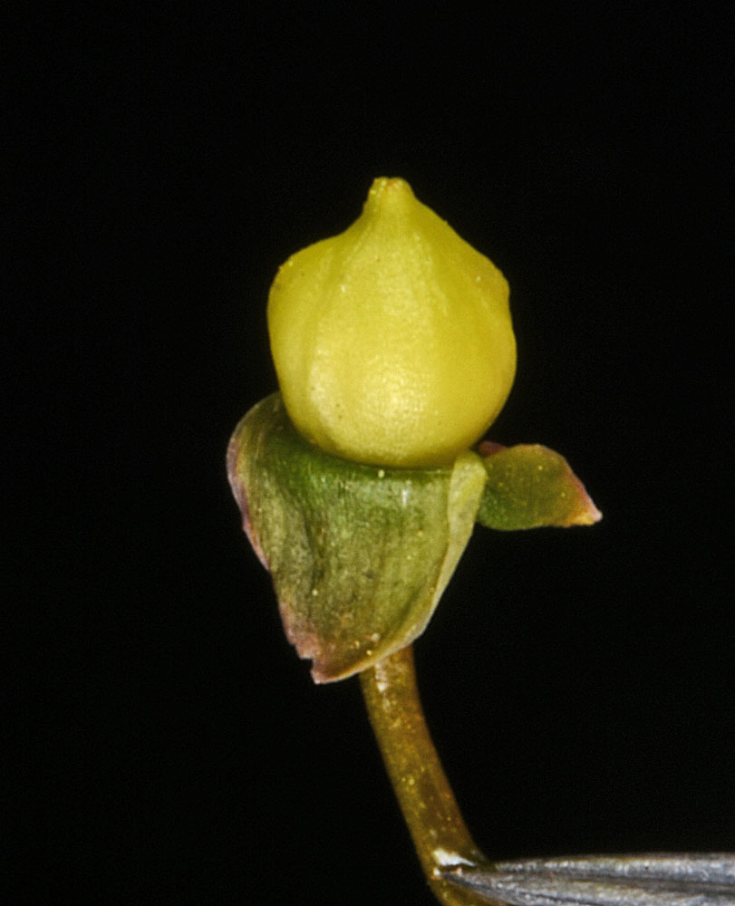 Flora of Eastern Washington Image: Claytonia lanceolata
