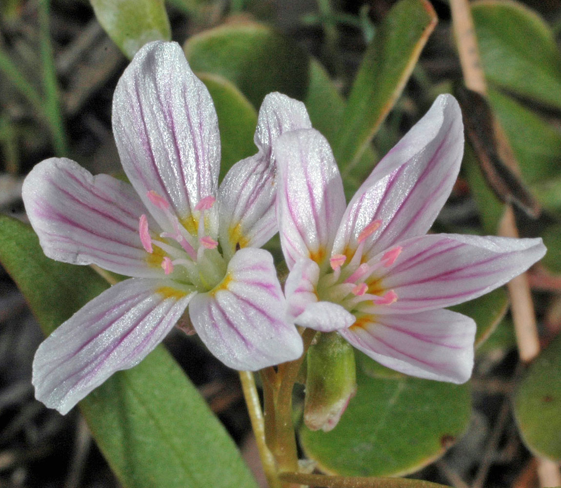 Flora of Eastern Washington Image: Claytonia lanceolata
