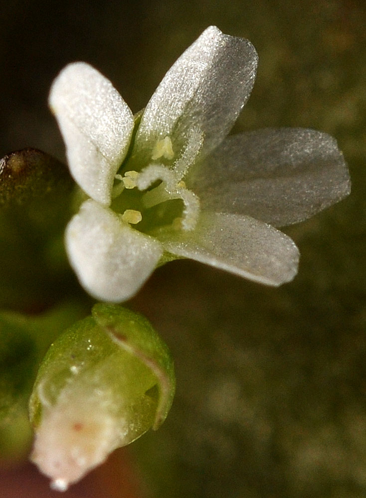Flora of Eastern Washington Image: Claytonia parviflora