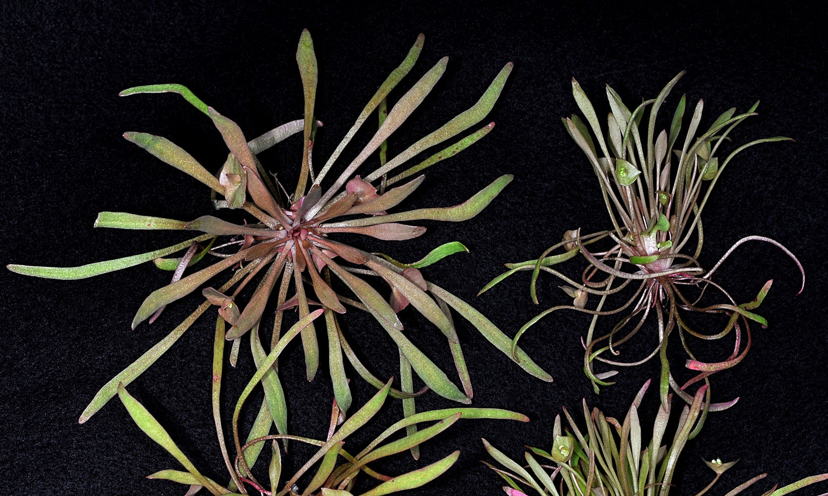 Flora of Eastern Washington Image: Claytonia parviflora