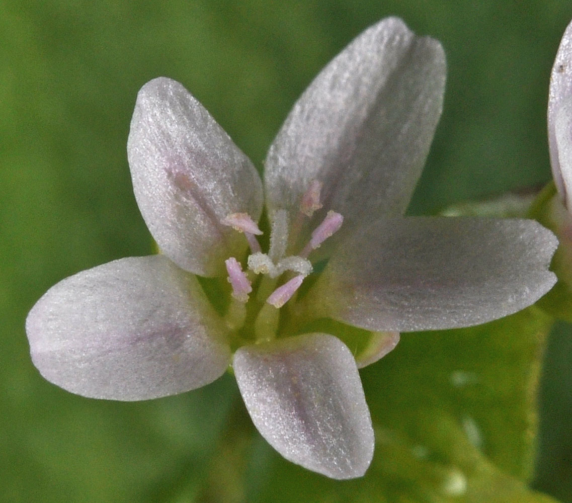 Flora of Eastern Washington Image: Claytonia perfoliata