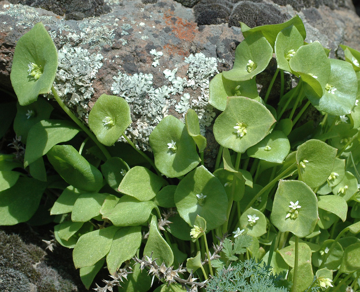 Flora of Eastern Washington Image: Claytonia perfoliata