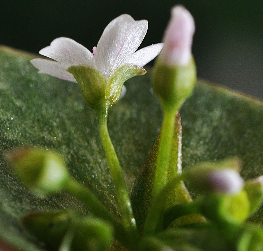 Flora of Eastern Washington Image: Claytonia rubra