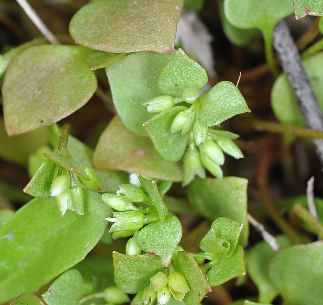 Flora of Eastern Washington Image: Claytonia rubra