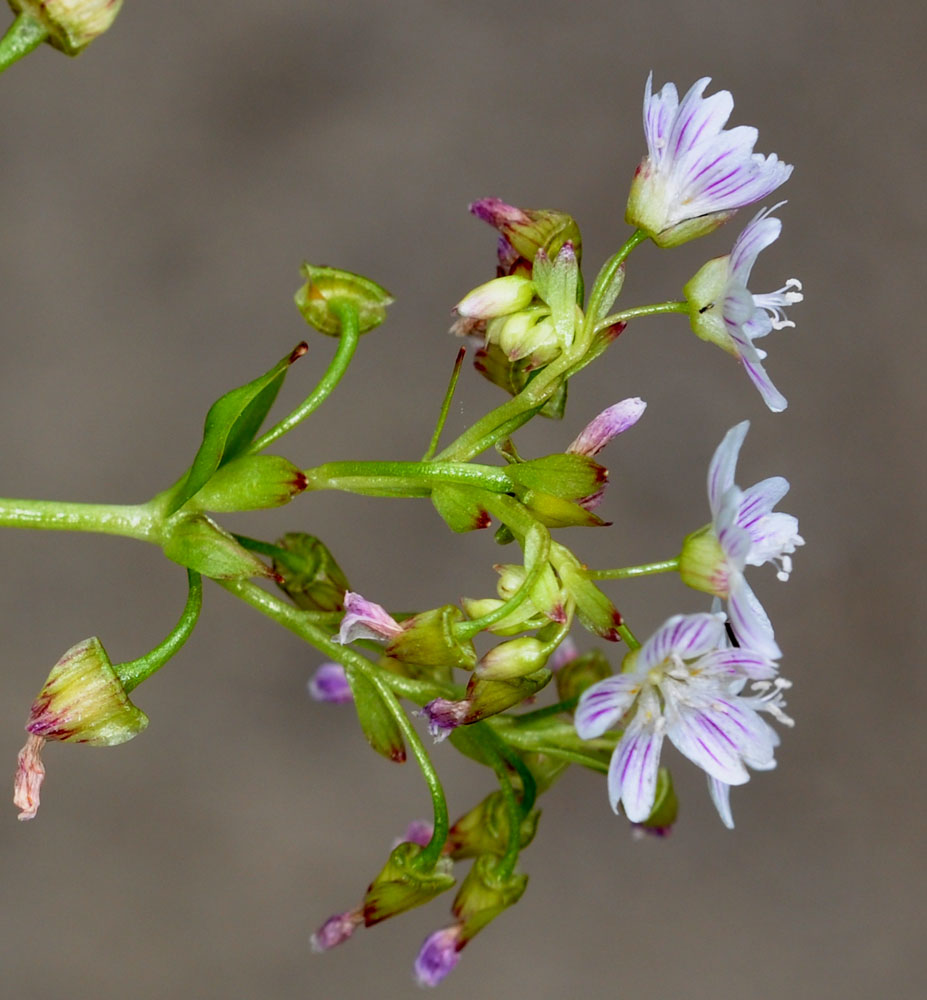 Flora of Eastern Washington Image: Claytonia sibirica