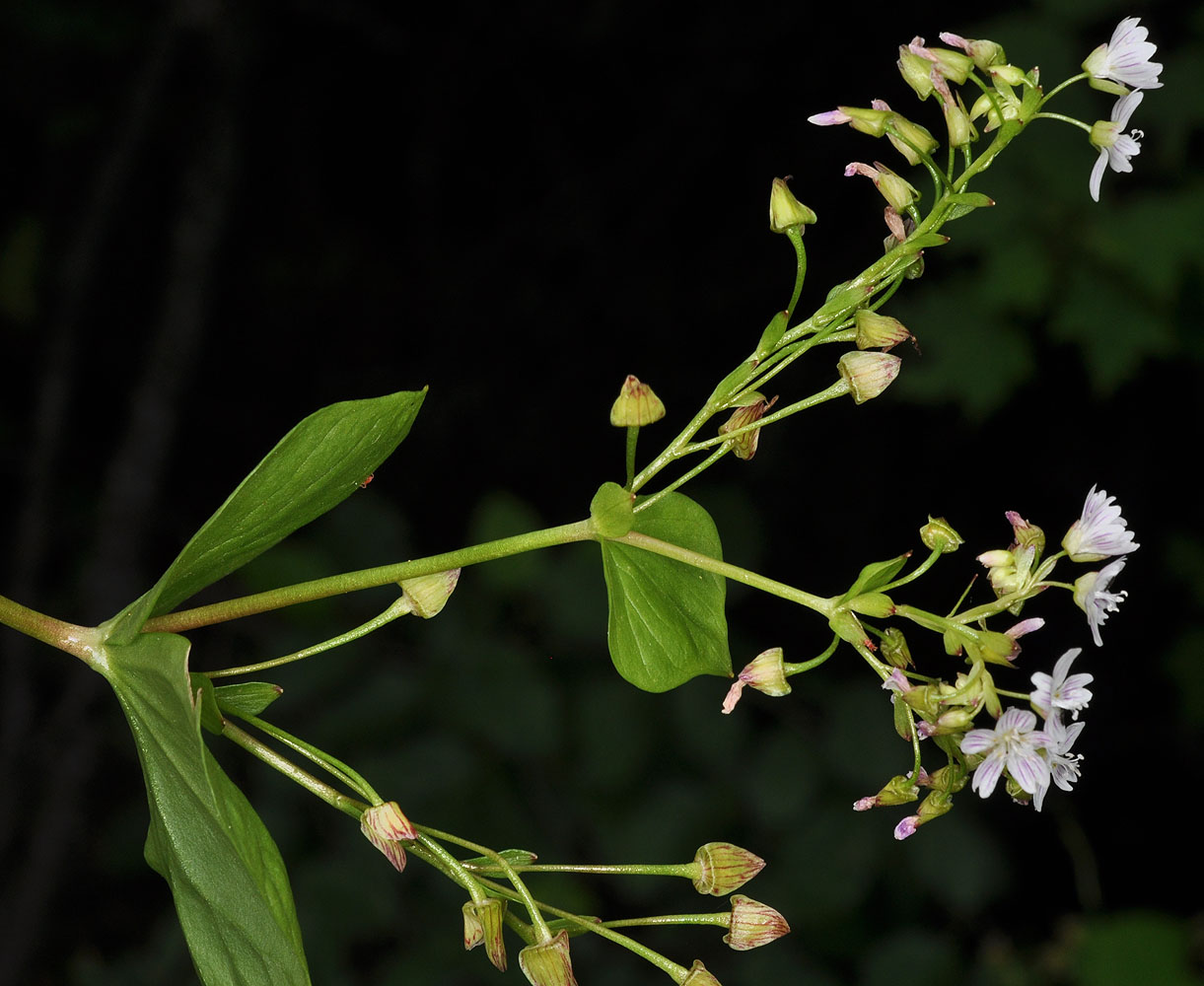 Flora of Eastern Washington Image: Claytonia sibirica