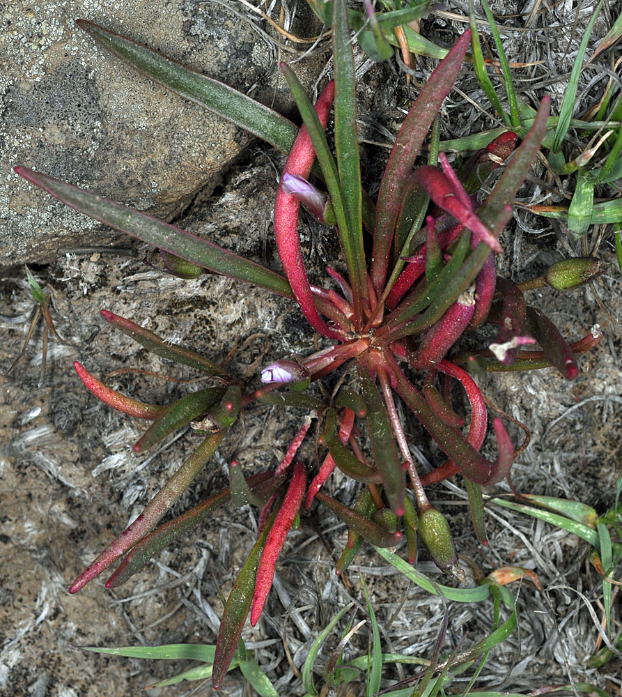 Flora of Eastern Washington Image: Lewisia pygmaea