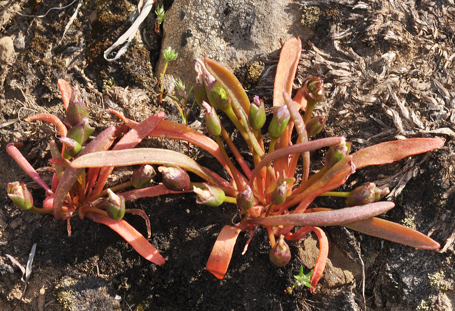 Flora of Eastern Washington Image: Lewisia pygmaea