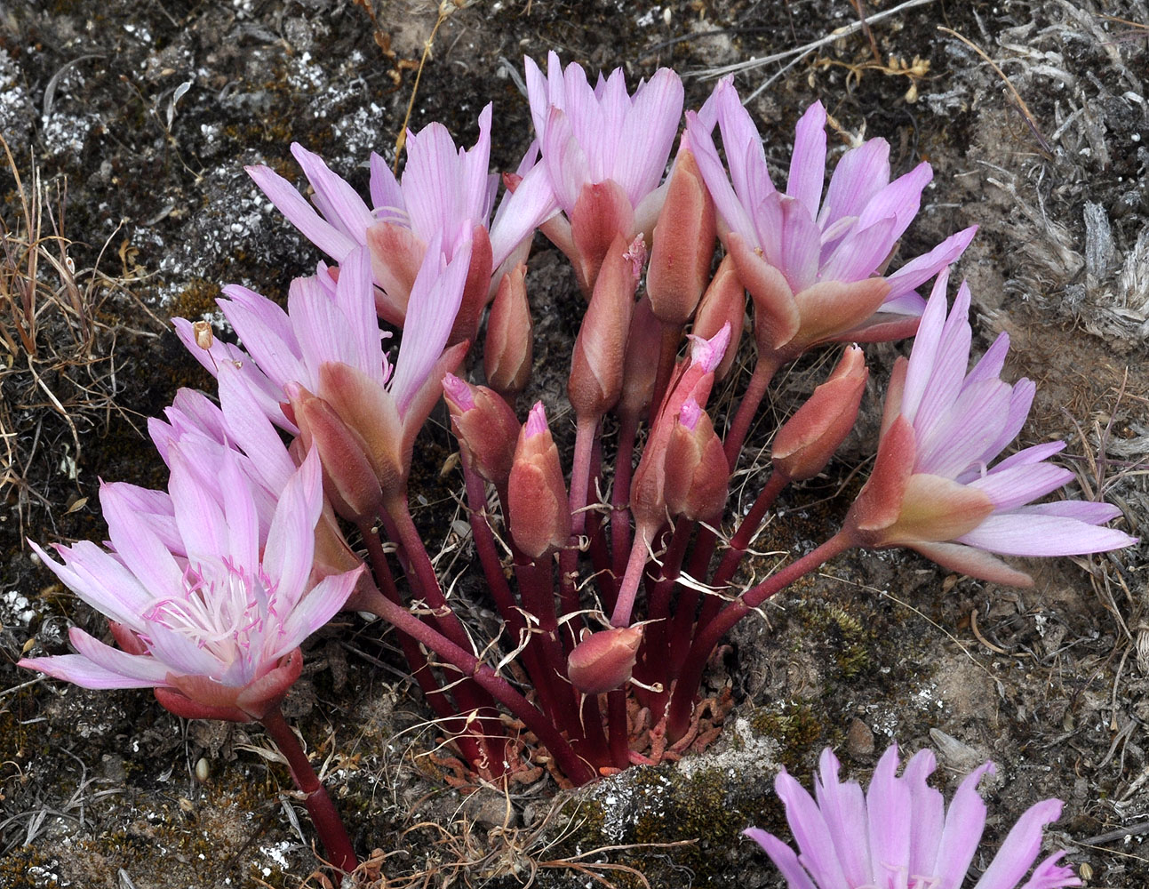 Flora of Eastern Washington Image: Lewisia rediviva