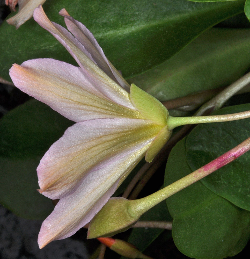 Flora of Eastern Washington Image: Lewisia tweedyi