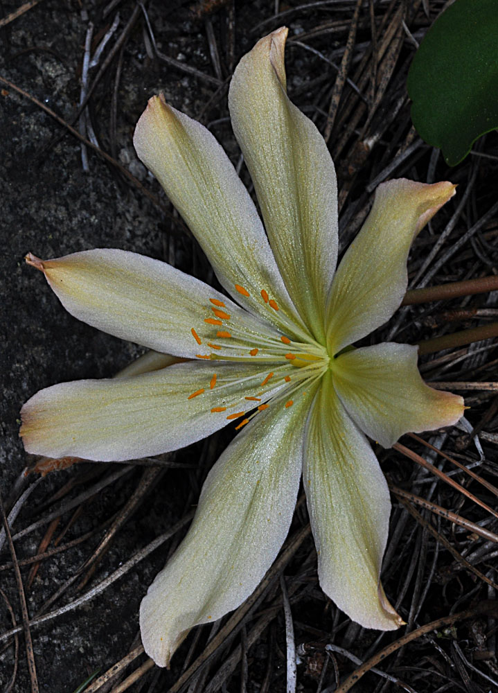 Flora of Eastern Washington Image: Lewisiopsis tweedyi