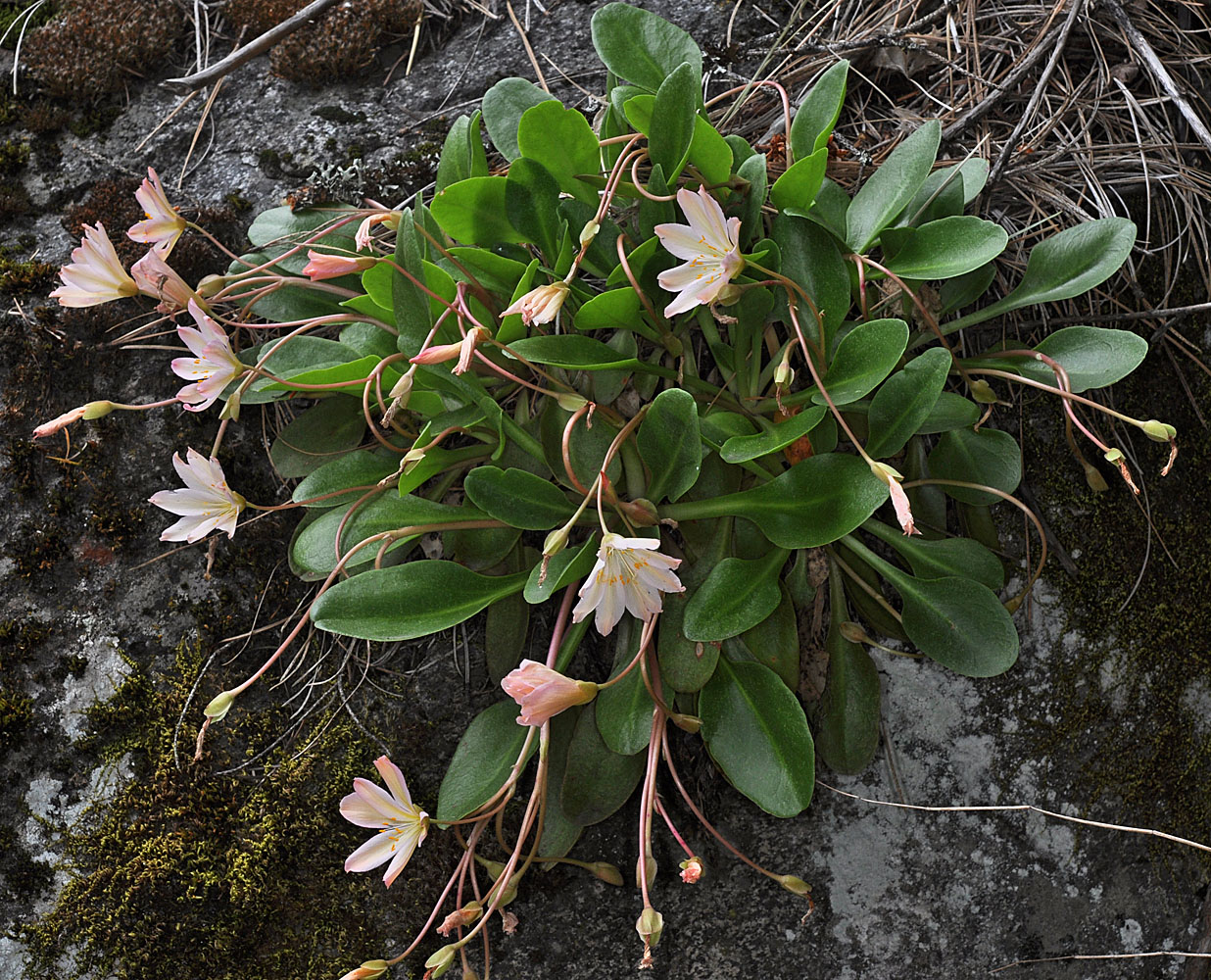 Flora of Eastern Washington Image: Lewisia tweedyi