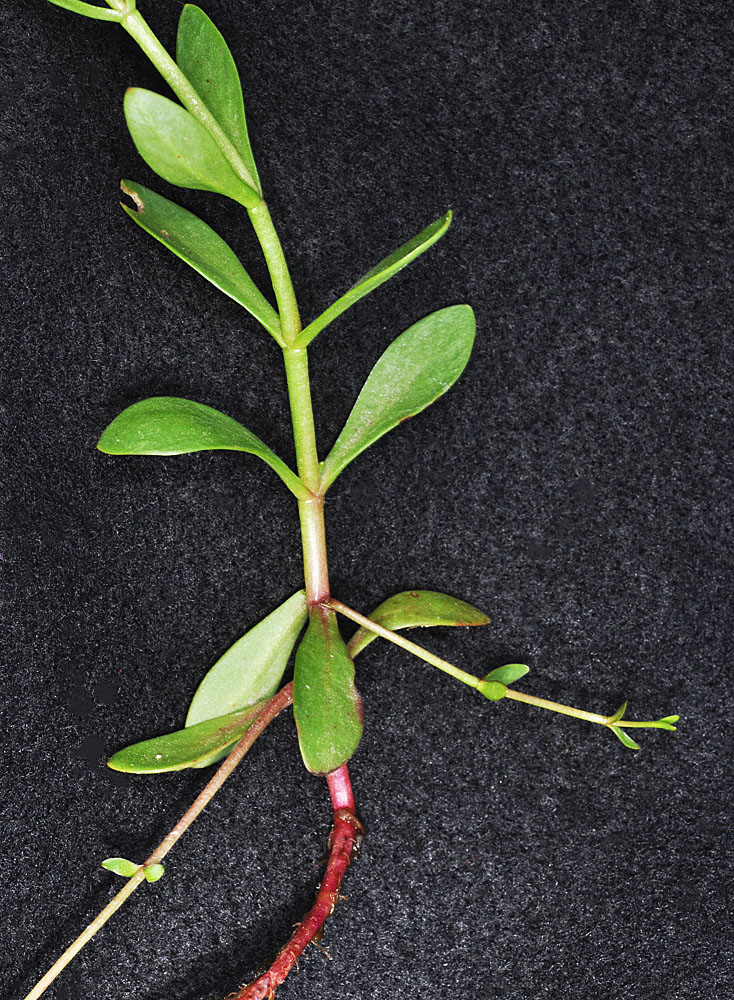 Flora of Eastern Washington Image: Montia chamissoi