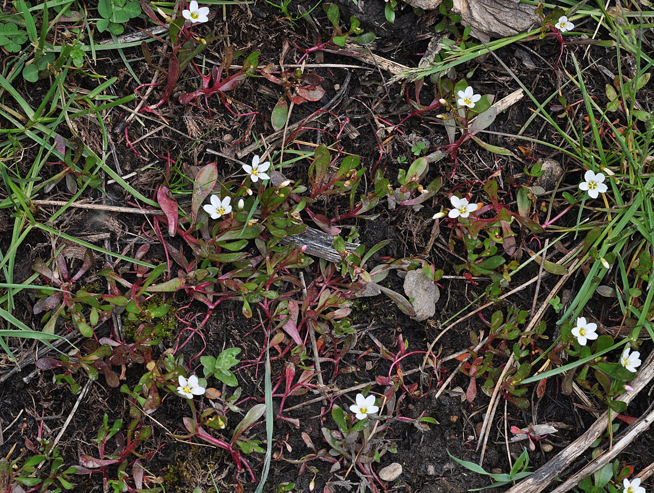 Flora of Eastern Washington Image: Montia chamissoi