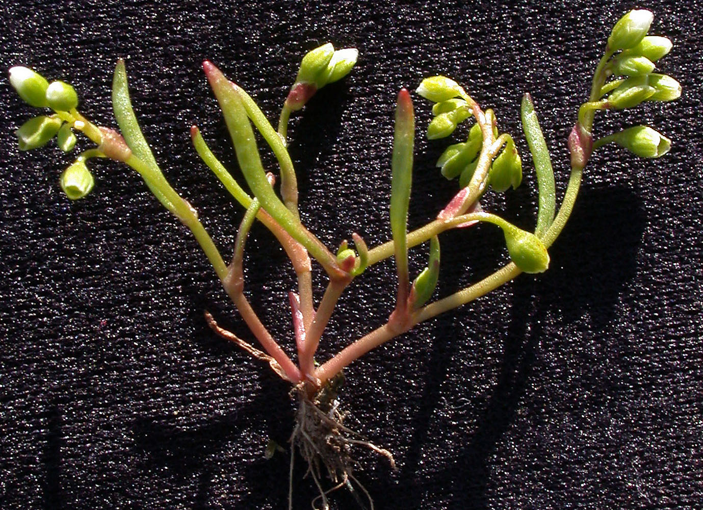 Flora of Eastern Washington Image: Montia dichotoma