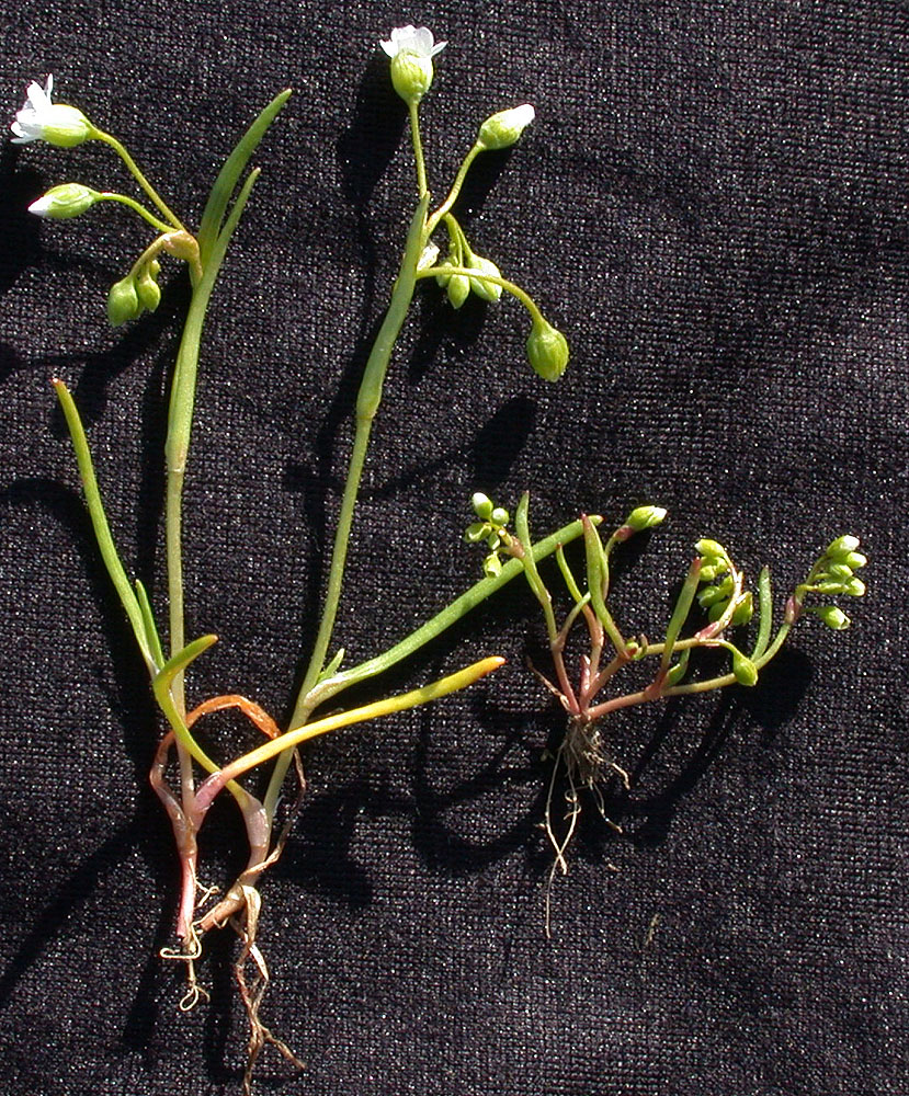 Flora of Eastern Washington Image: Montia dichotoma