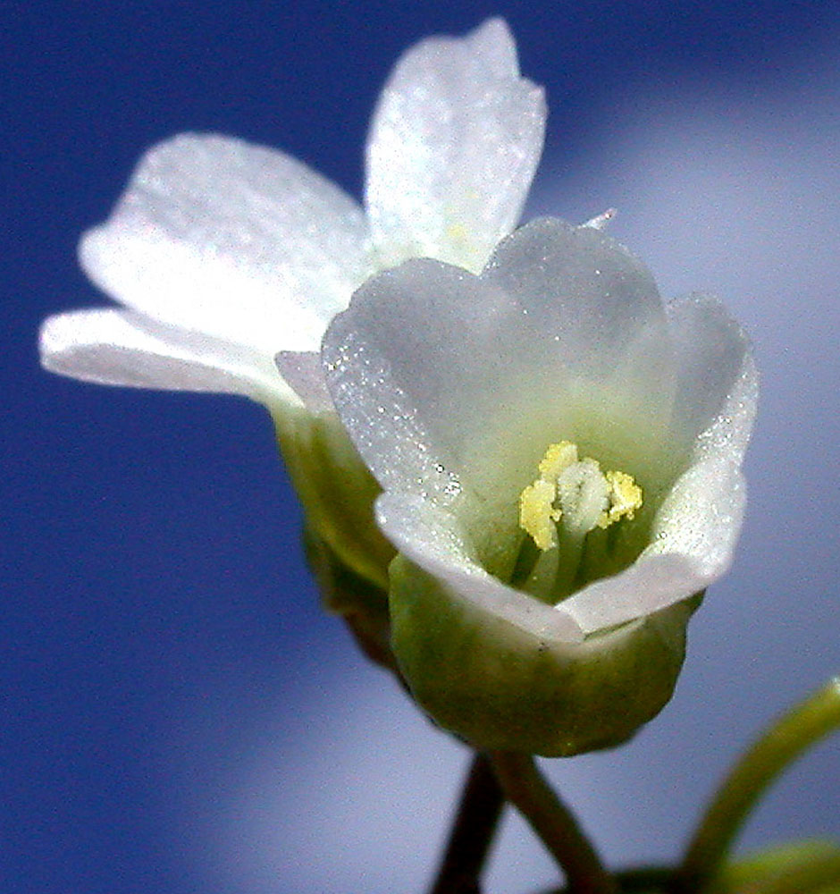 Flora of Eastern Washington Image: Montia linearis