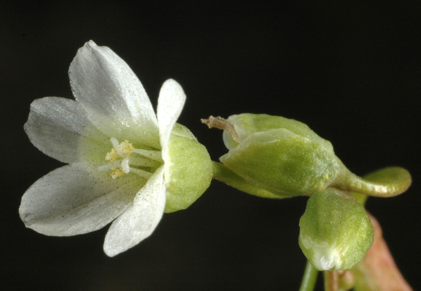 Flora of Eastern Washington Image: Montia linearis