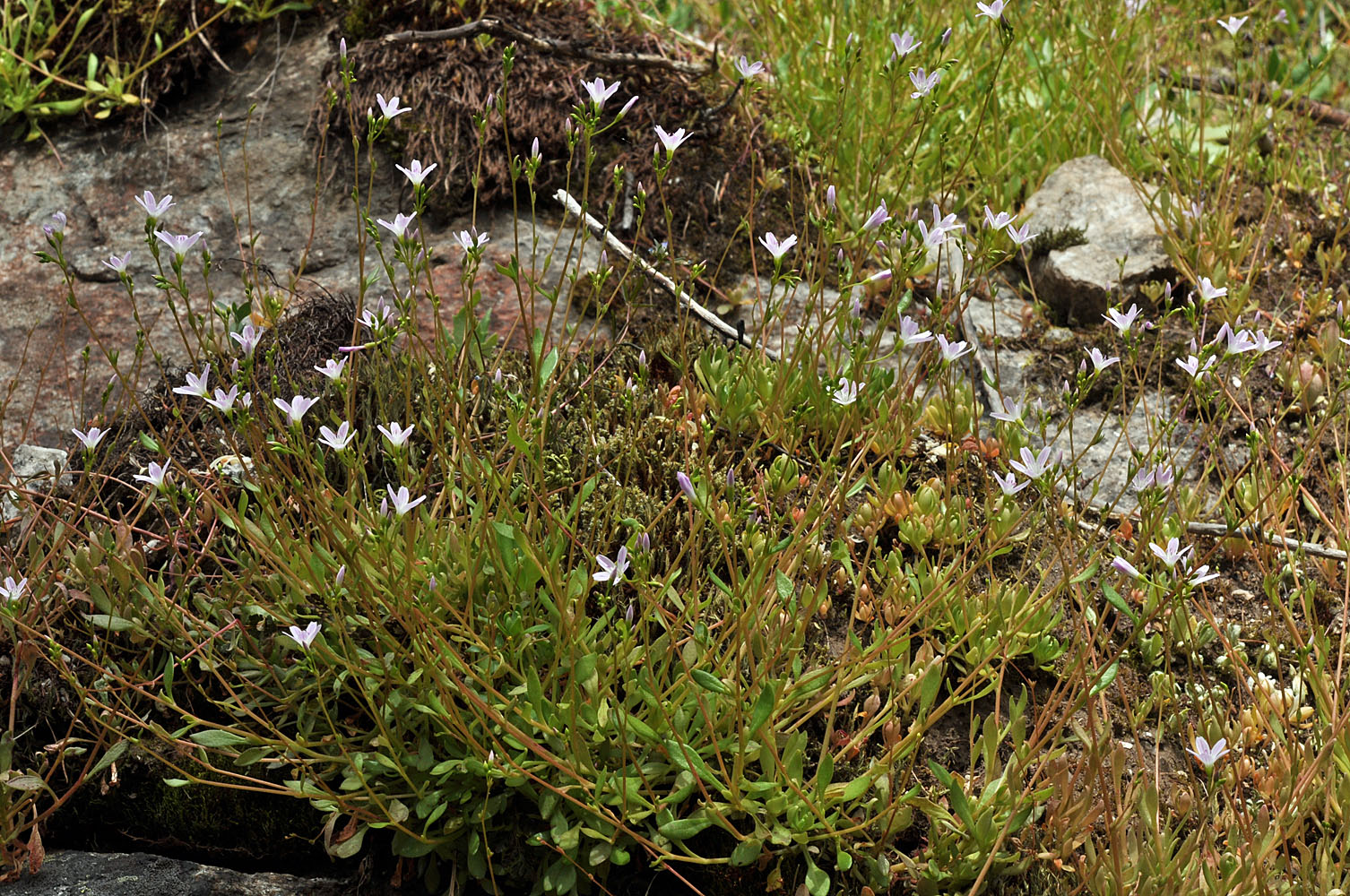 Flora of Eastern Washington Image: Montia parvifolia
