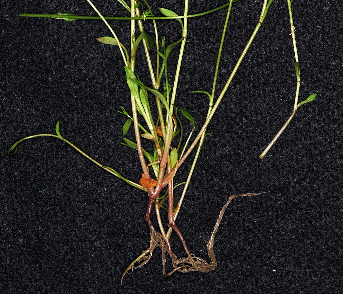 Flora of Eastern Washington Image: Montia parvifolia