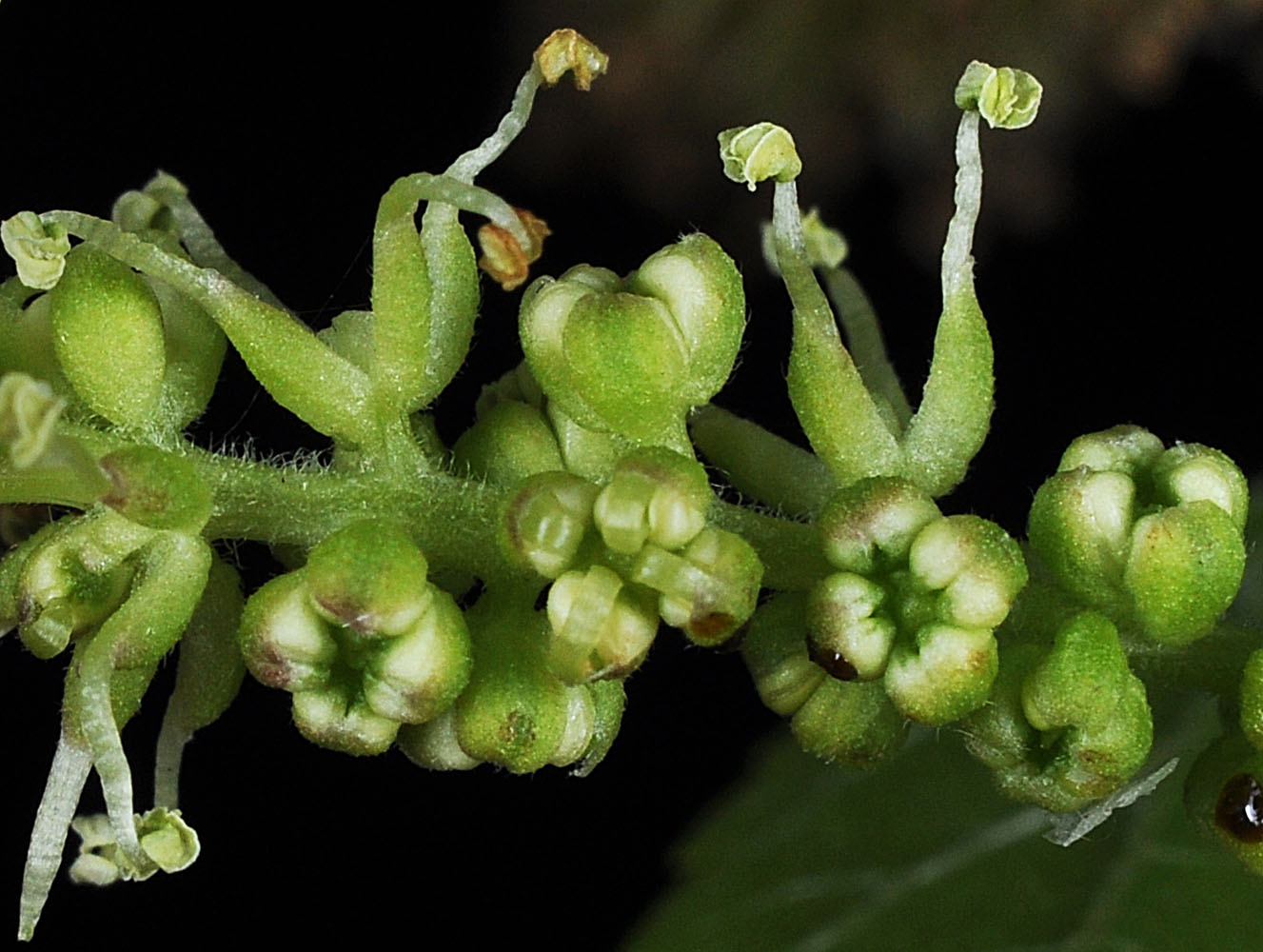 Flora of Eastern Washington Image: Morus alba