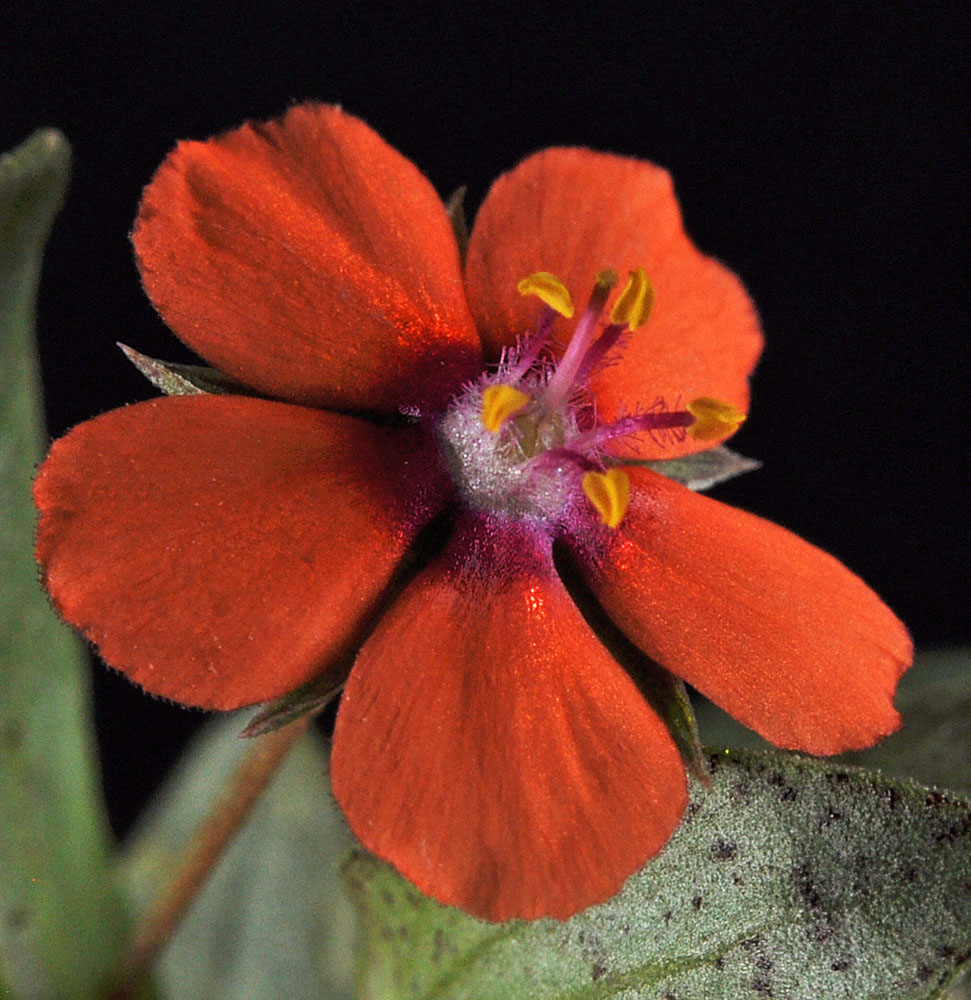 Flora of Eastern Washington Image: Lysimachia arvensis