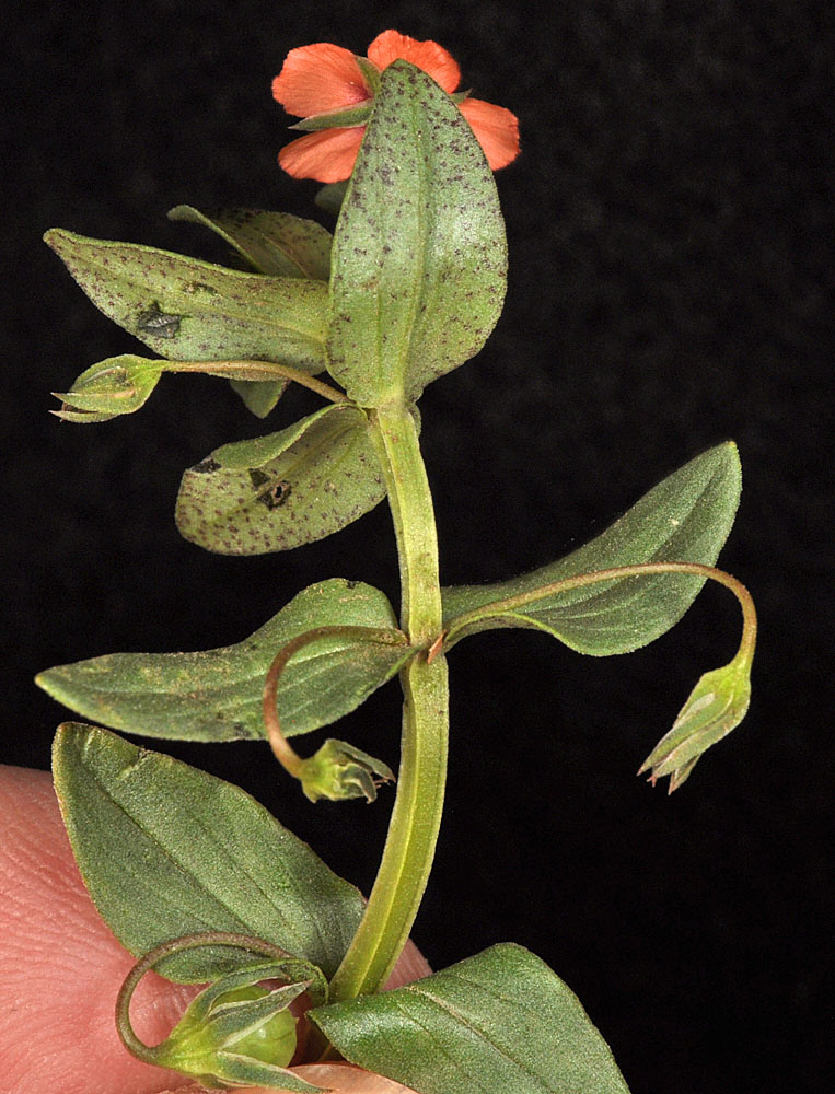 Flora of Eastern Washington Image: Lysimachia arvensis