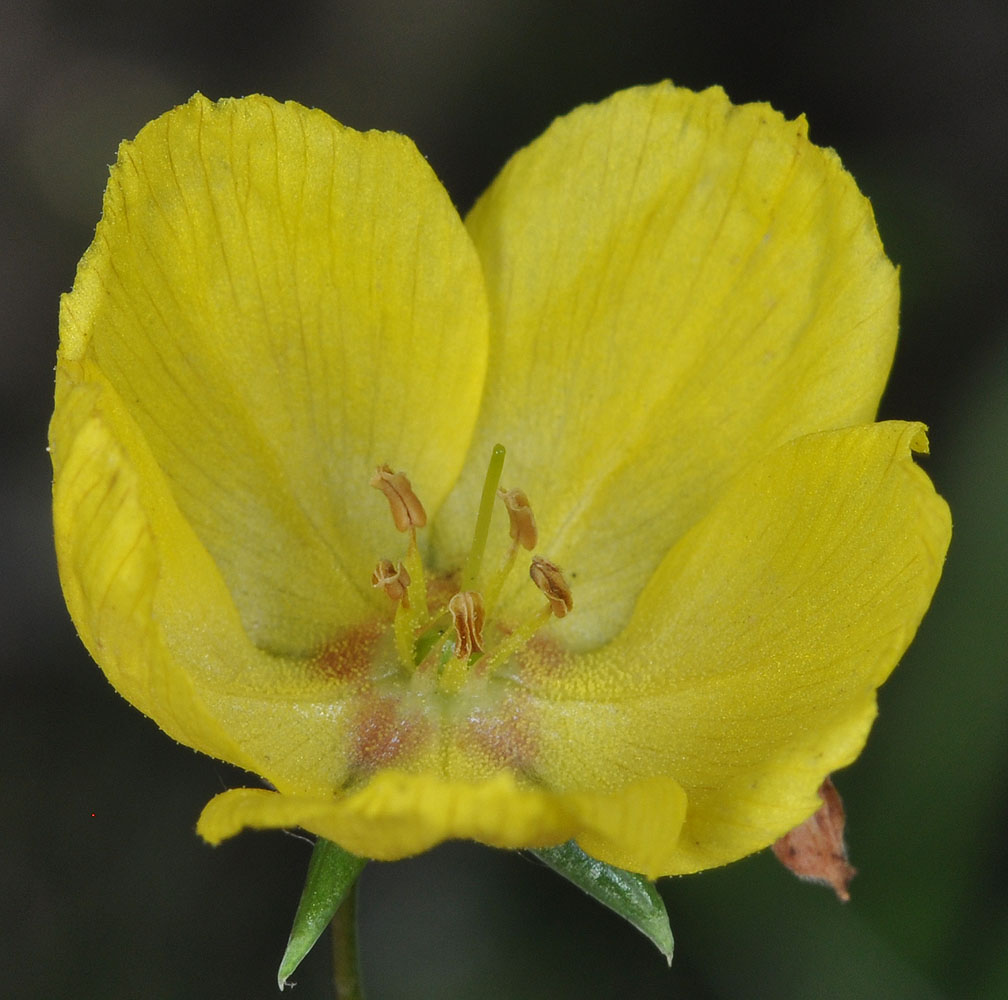 Flora of Eastern Washington Image: Lysimachia ciliata