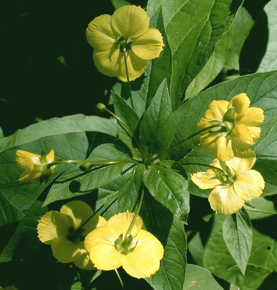 Flora of Eastern Washington Image: Lysimachia ciliata
