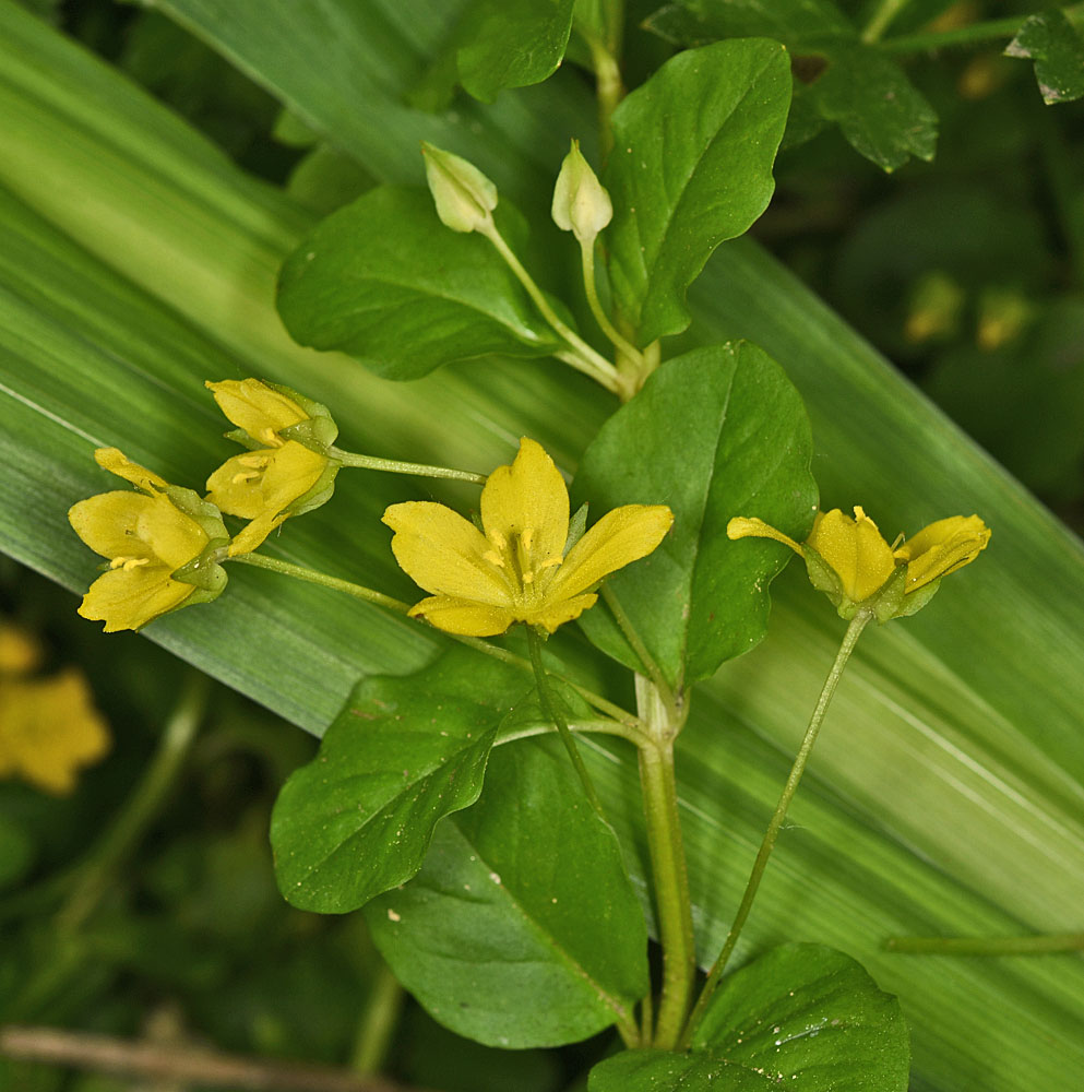 Flora of Eastern Washington Image: Lysimachia nummularia