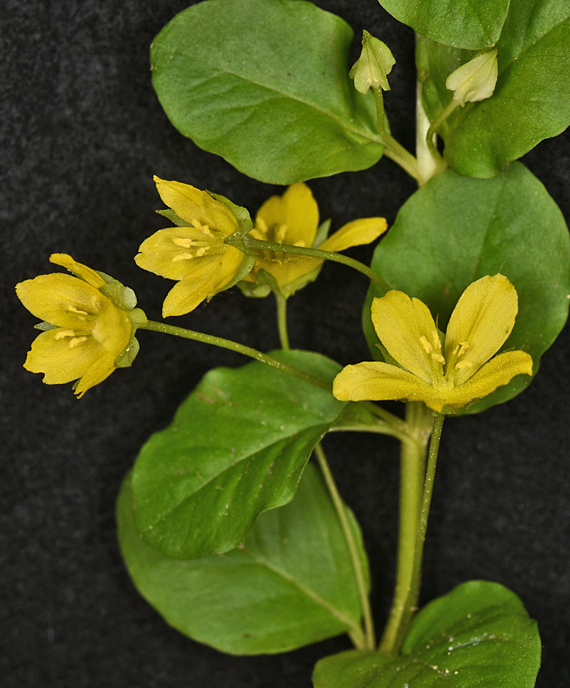 Flora of Eastern Washington Image: Lysimachia nummularia